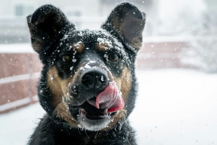 Не делайте этого 21 января, чтобы не лишиться удачи: Емельян – накрути буран в народном календаре Не делайте этого 21 января, чтобы не лишиться удачи: Емельян – накрути буран в народном календаре