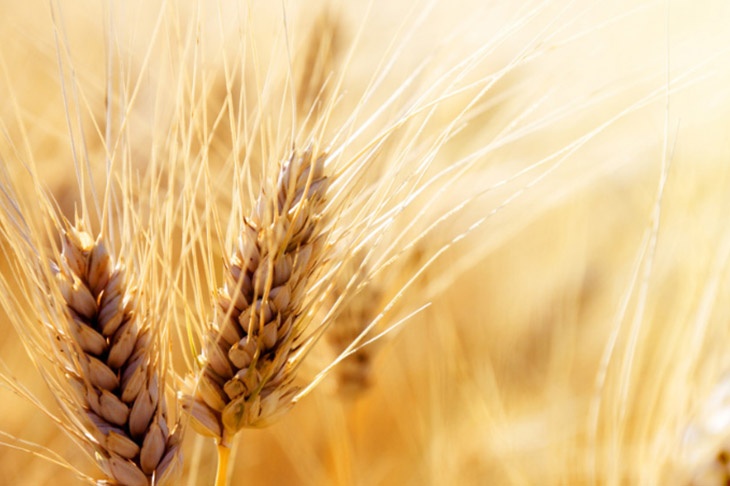 ЕС введет пошлины на всю сельскохозяйственную продукцию из России