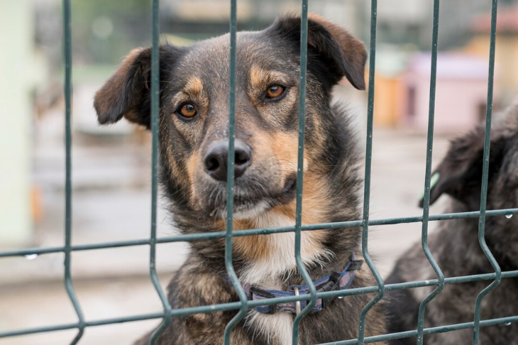 В Подмосковье жалуются на морящую голодом собак женщину