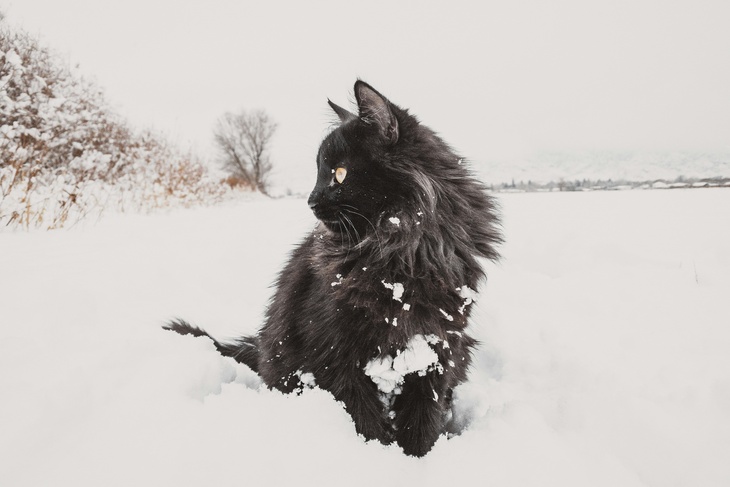 Не делайте этого 28 января, чтобы не «замарать» свой жизненный путь: День колдунов