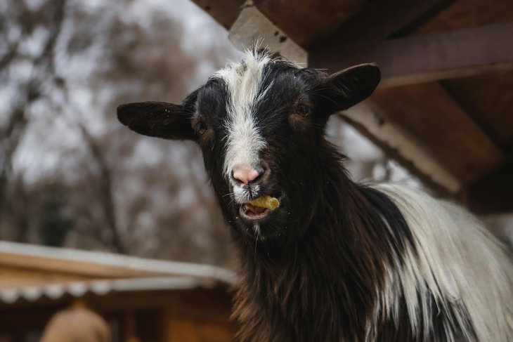Не делайте этого 29 января, чтобы не накликать три года бед: Петр-полукорм в народном календаре