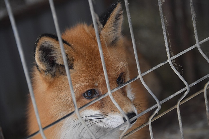 Биолог Глазков рассказал, чем опасны лисы