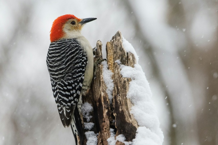 Не делайте этого 26 февраля, чтобы не потерять зрение: Мартынов день в народном календаре