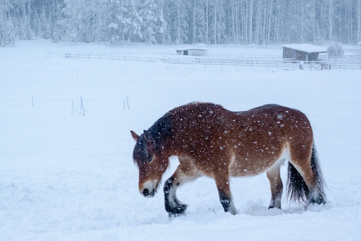 Не делайте этого 11 февраля, чтобы не навлечь на себя 40 бед: Битье морозное в народном календаре