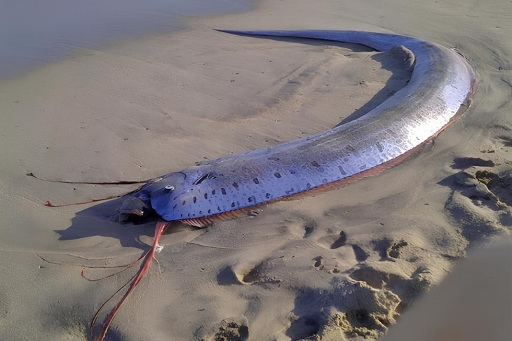 Гидробиолог объяснил, есть ли реальная связь между катаклизмами и выбросами рыб на берег