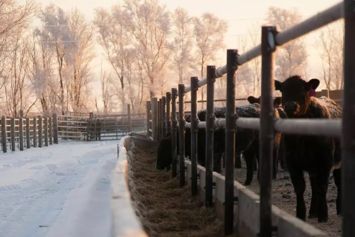 Не делайте этого 19 февраля, чтобы не навлечь беду на семью: Вукол Телятник в народном календаре
