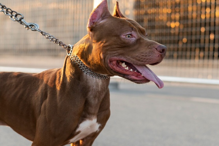 В России предложили обязать будущих владельцев бойцовых собак проходить осмотр у психиатра