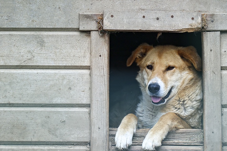«Изящнее и эффективнее»: в Думе назвали главные цели учета домашних животных 