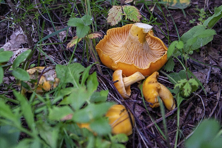 Токсиколог объяснил, почему нельзя есть грибы с дачного участка