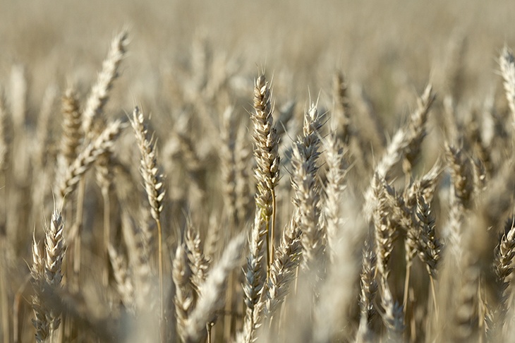 Эксперт исключил дефицит урожая в России 