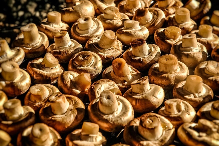 Эксперт предупредила россиян о ядовитых двойниках съедобных грибов Эксперт предупредила россиян о ядовитых двойниках съедобных грибов