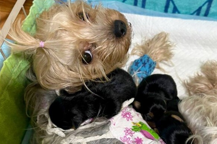 Московские ветеринары спасли йорка Мишу после серьезных осложнений родов