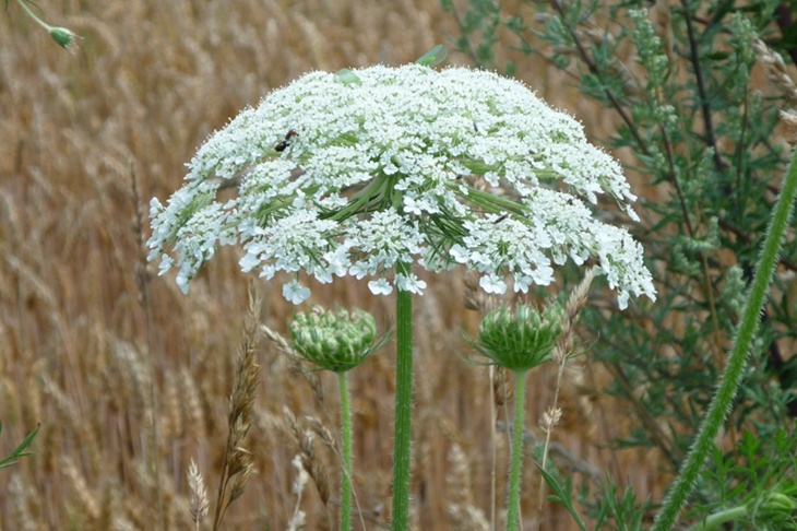 Россиянам рассказали о новых штрафах за борщевик на участках