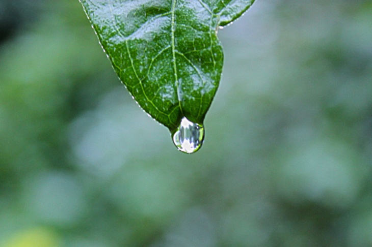 Биолог раскрыла неожиданную опасность дождевой воды для урожая