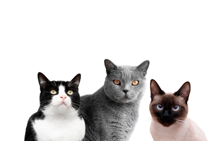 В Подмосковье волонтеры ищут дом для 80 кошек после смерти их хозяина