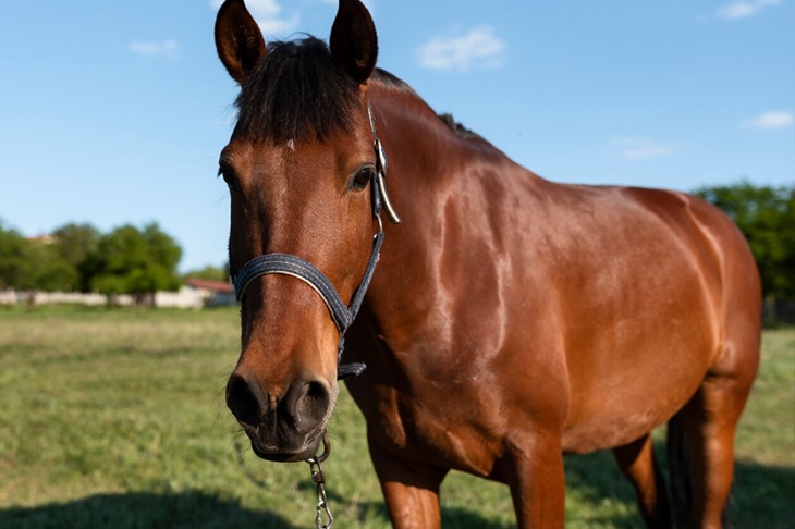 Конный клуб выплатит 210 тысяч рублей за падение матери и сына с лошади в Ясенево