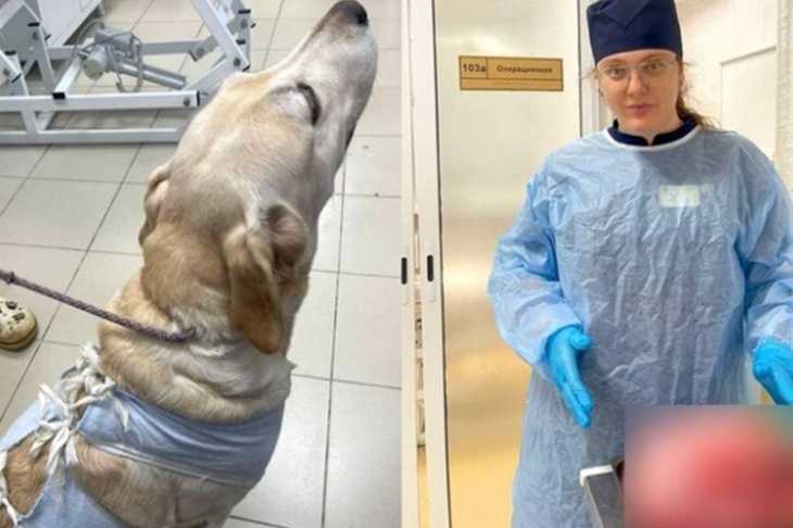 В Москве ветеринары удалили собаке опухоль весом семь килограммов