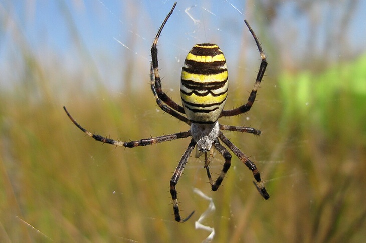 «Специально человека не ищут»: арахнолог раскрыл, опасны ли нашумевшие пауки-осы