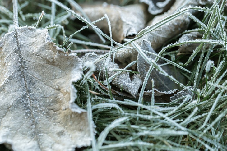 Первые заморозки могут накрыть центральные регионы на следующей неделе