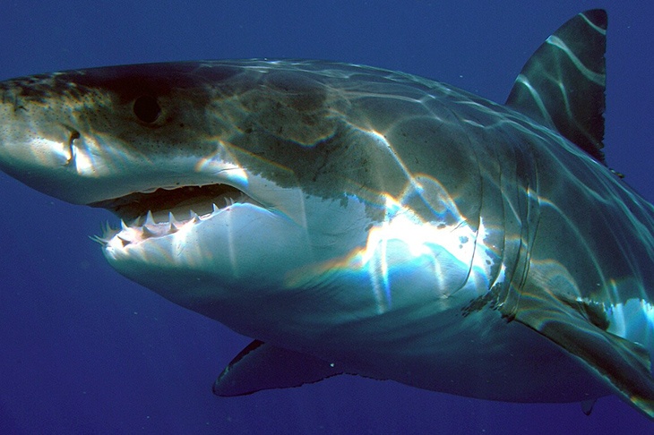 В РСТ не подтвердили нашествие акул в Хургаде В РСТ не подтвердили нашествие акул в Хургаде