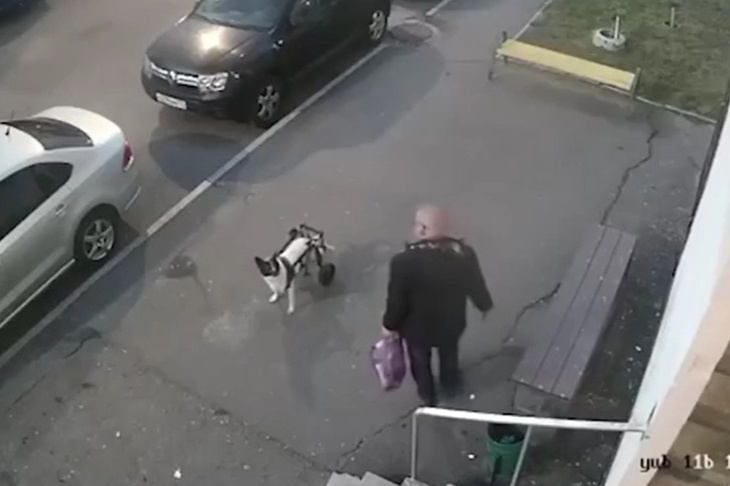 Избивший собаку-инвалида в Подольске объяснил свой поступок опьянением и эмоциями Избивший собаку-инвалида в Подольске объяснил свой поступок опьянением и эмоциями