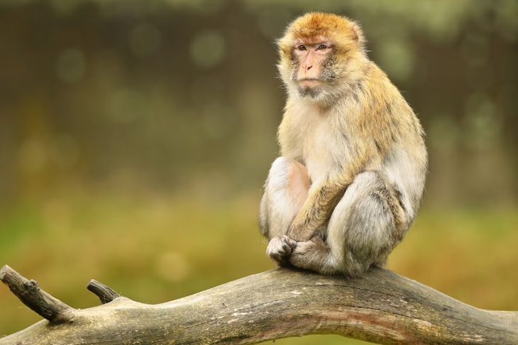 Врач оценила риски эпидемии из-за сбежавших в США инфицированных макак Врач оценила риски эпидемии из-за сбежавших в США инфицированных макак