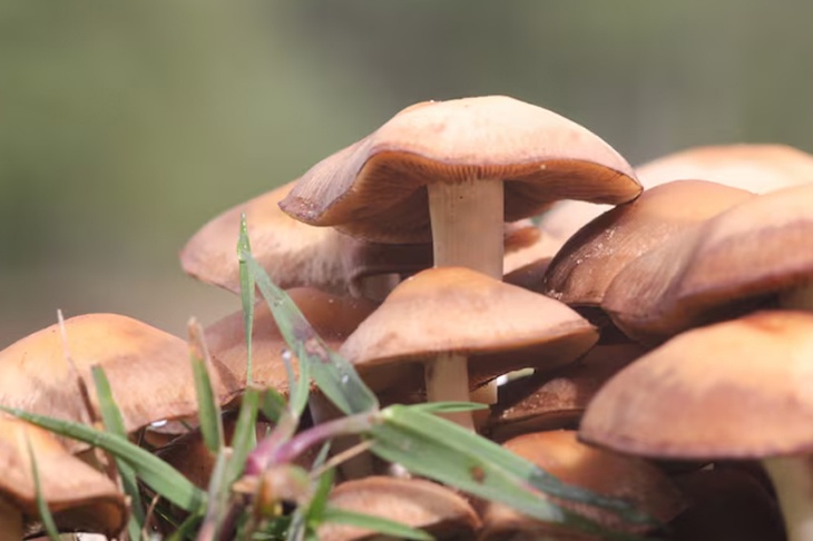 В России начали продавать GPS‑метки грибных мест