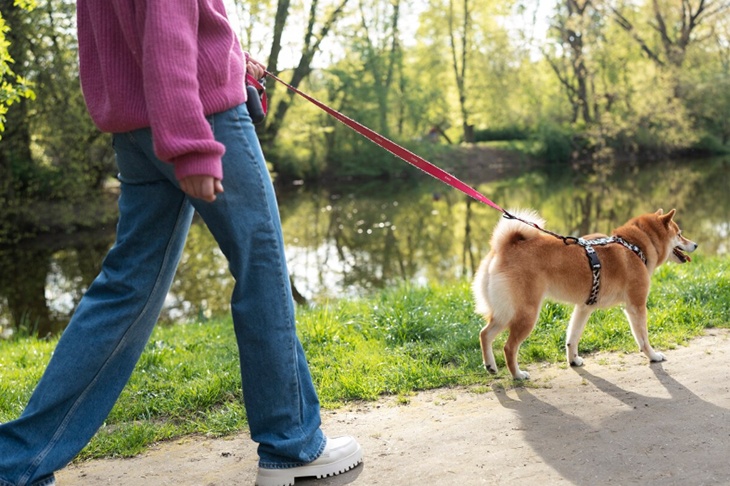 Юрист прокомментировал штраф за неубранную мочу хозяйкой собаки в Москве