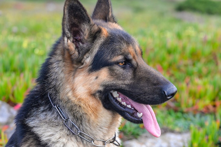 Кинолог не поддержал расширение перечня опасных пород собак