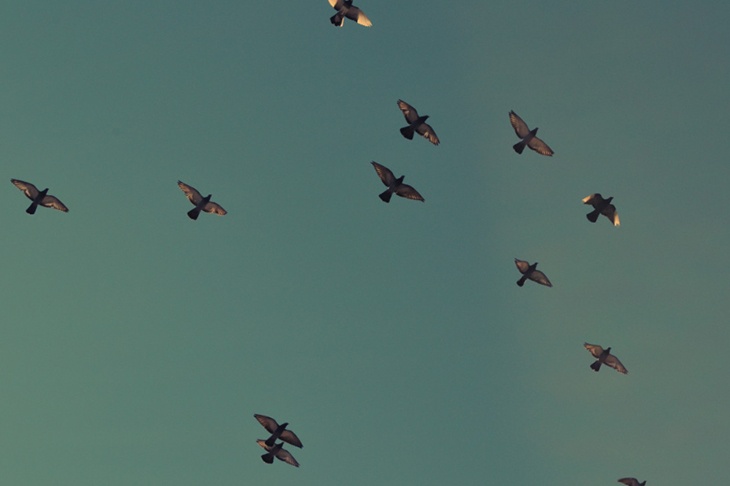 «Способны к обучению»: нейробиолог оценил шансы голубей-биодронов против БПЛА «Способны к обучению»: нейробиолог оценил шансы голубей-биодронов против БПЛА