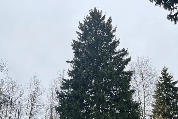 Главную новогоднюю ель России выбрали в Подмосковье Главную новогоднюю ель России выбрали в Подмосковье