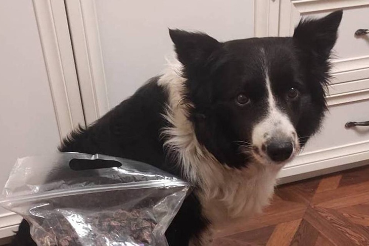 В Москве нашли мертвой бордер-колли Симу, похищенную 4 дня назад В Москве нашли мертвой бордер-колли Симу, похищенную 4 дня назад