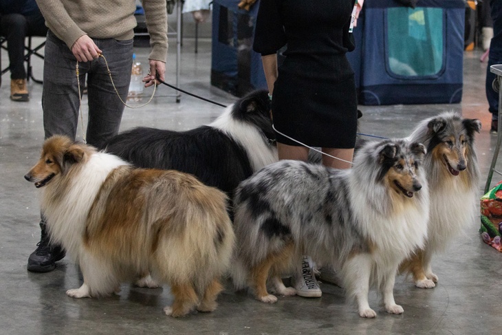 Длинношерстный колли: идеальный компаньон