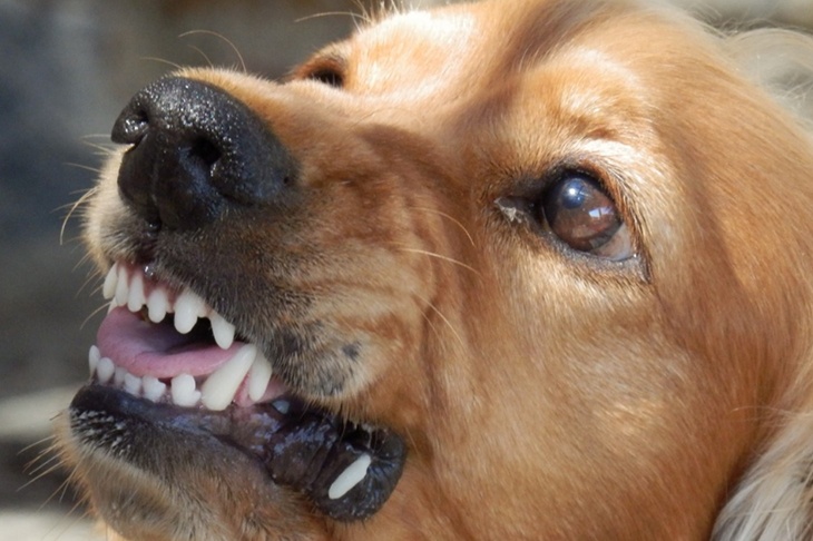 Житель Подмосковья лишился пальца, разнимая драку собак