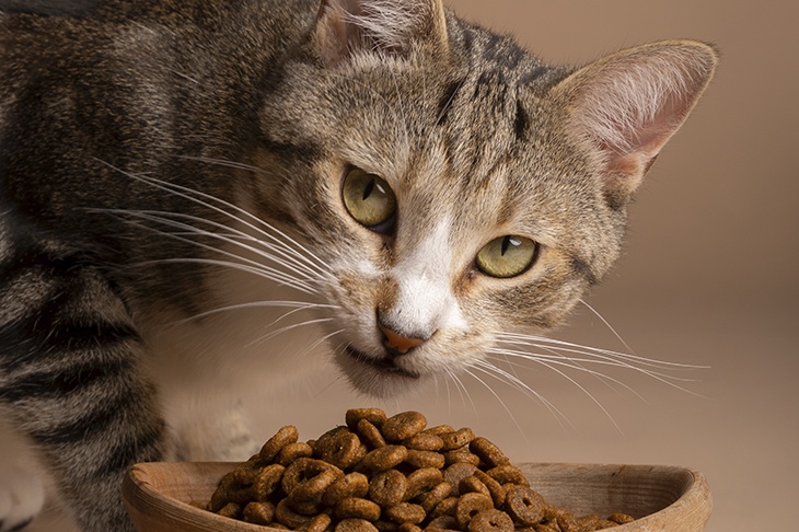 Эксперт рассказала об опасности кормления кошек одним сухим кормом Эксперт рассказала об опасности кормления кошек одним сухим кормом
