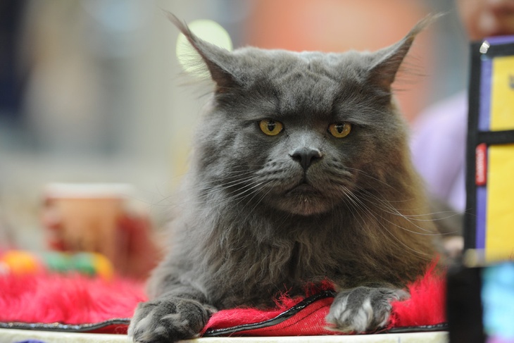 Царь-кошка. Все что нужно знать о мейн-кунах Царь-кошка. Все что нужно знать о мейн-кунах