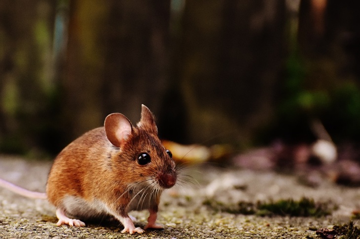 «Риск реальный»: врач о случаях заболевания «мышиной лихорадкой» в России