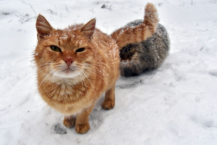 Ветеринар предупредил об опасности для кошек принесенного с улицы снега