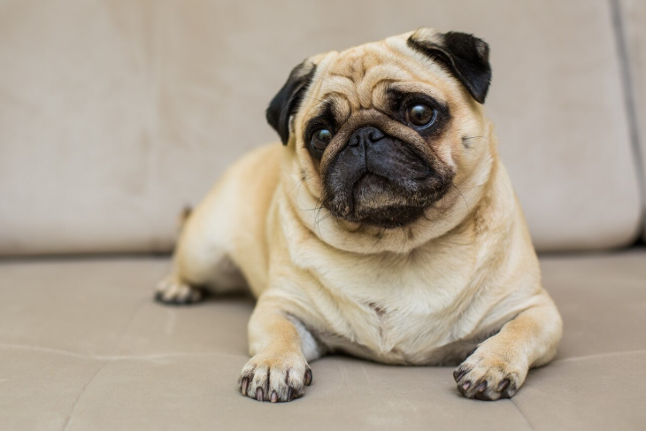 Мопс умер во время сеанса в московском груминг-салоне