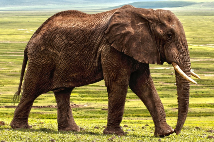 На Шри-Ланке слон напал на супружескую пару из России