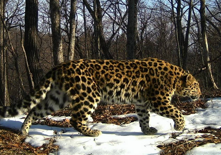 Дикий леопард объявил охоту на домашних животных в Приморье