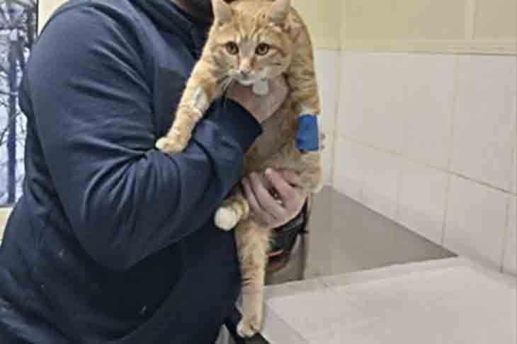Ветеринары спасли отравившегося антифризом кота
