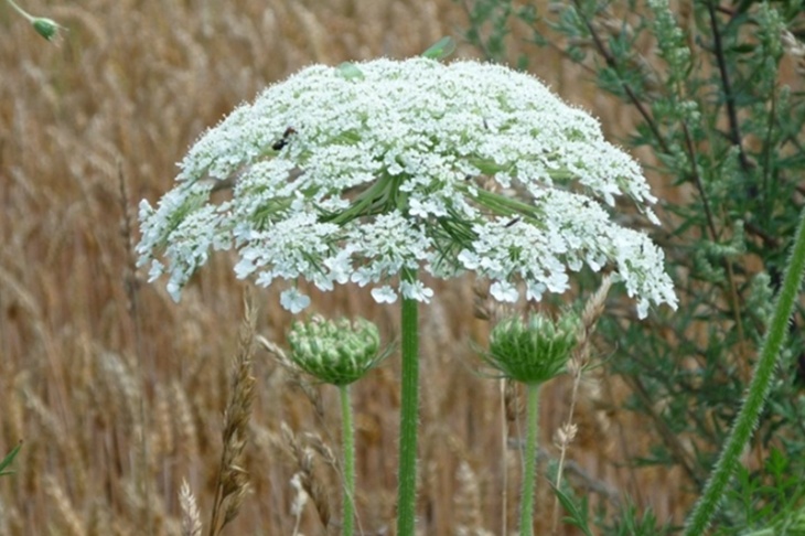 Россиянам напомнили о больших штрафах за борщевик и другие опасные растения на участках