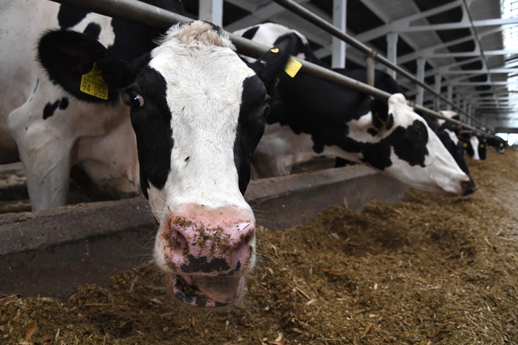 В Новосибирской области ЧС: скот уничтожают без разбора