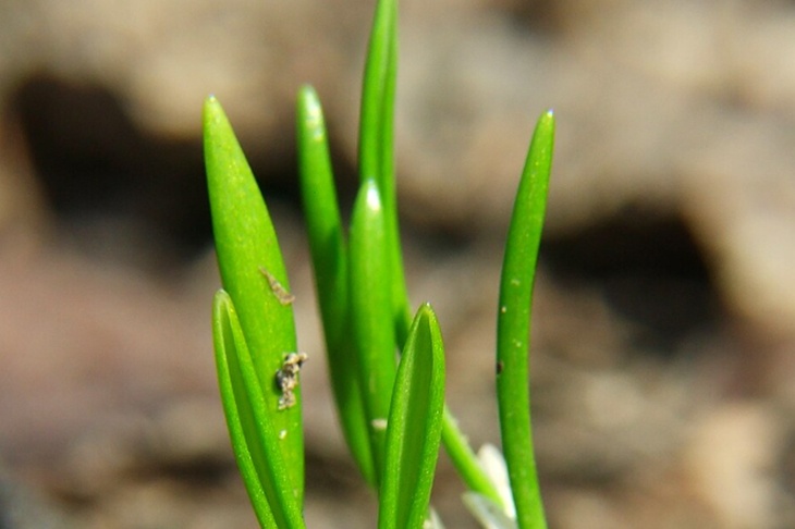 Врач объяснил, как отличить черемшу от ядовитой черемицы Врач объяснил, как отличить черемшу от ядовитой черемицы