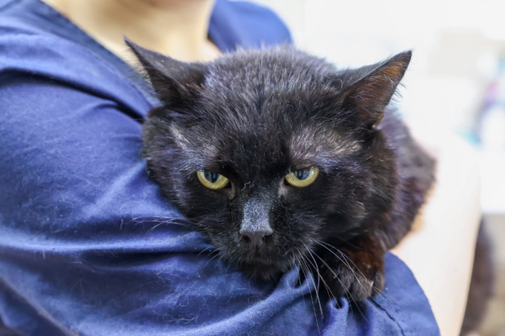 Ветеринар назвала обязательные процедуры для питомцев весной