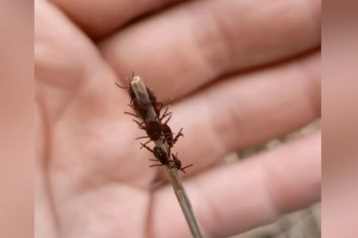 Житель Белоруссии снял с себя 140 клещей после прогулки