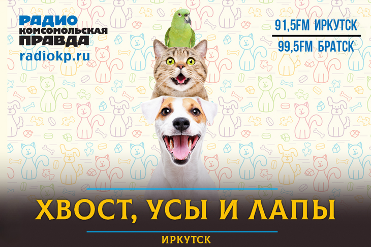 Обсуждаем со специалистами, чем кормить, как ухаживать и правильно заботиться о домашних любимцах. Подписывайтесь на наш подкаст, чтобы не пропустить рассказы о новых удивительных питомцах и правилах обращения с ними!