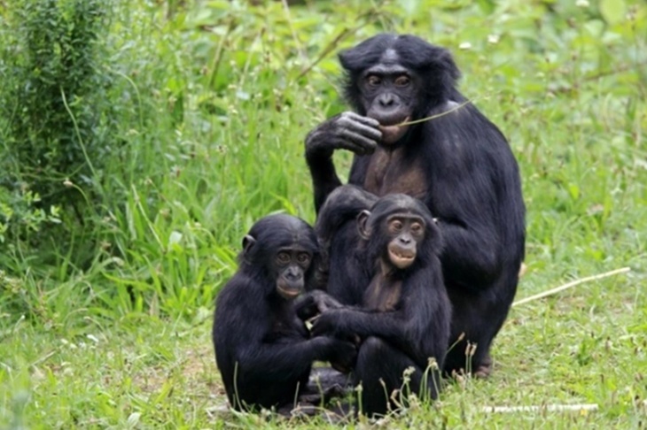 «Устрашающий сюжет»: Онищенко допустил мутацию оспы обезьян 