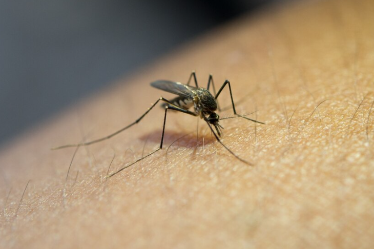 Профессор раскрыл, какие комары являются переносчиками паразитов 